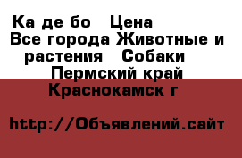 Ка де бо › Цена ­ 25 000 - Все города Животные и растения » Собаки   . Пермский край,Краснокамск г.